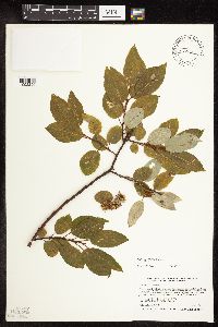 Salix pyrifolia image