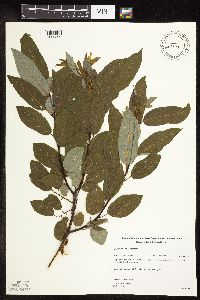 Salix pyrifolia image