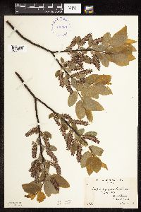 Salix pyrifolia image