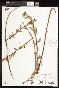 Salix pyrifolia image