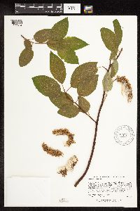 Salix pyrifolia image