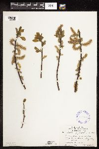 Salix pyrifolia image