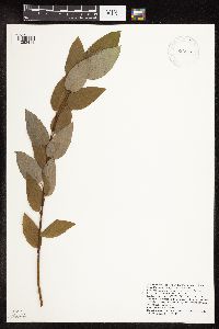 Salix pyrifolia image