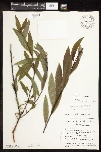 Salix sericea image