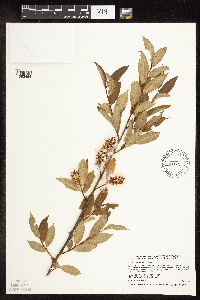 Salix serissima image