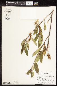 Salix serissima image