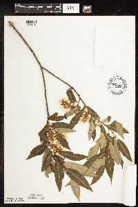 Salix serissima image