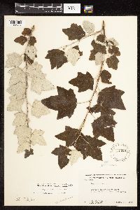 Populus alba image