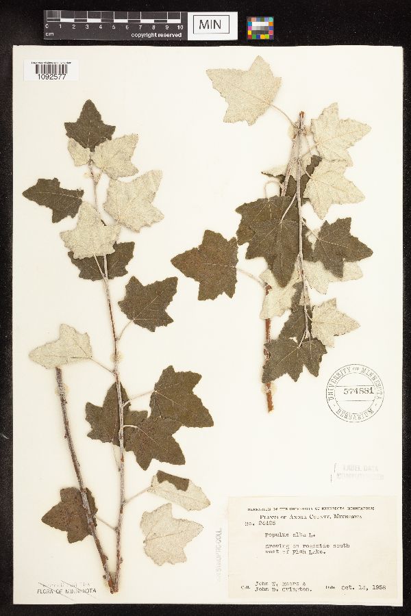 Populus alba image