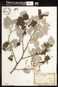 Media resource of Populus alba