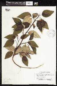 Populus balsamifera image