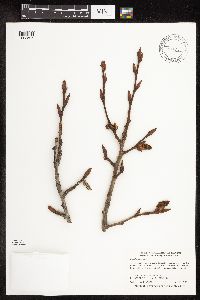 Populus balsamifera image