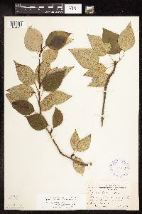 Populus balsamifera image