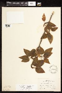 Populus balsamifera image
