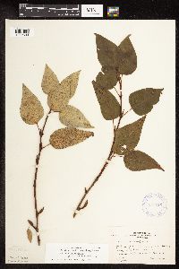 Populus balsamifera image