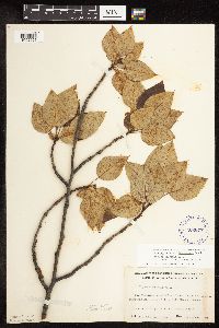 Populus balsamifera image