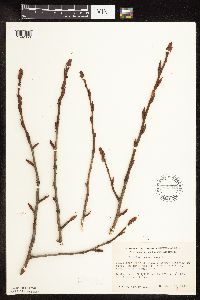 Populus balsamifera image