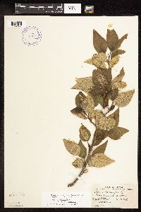 Populus balsamifera image