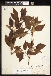 Populus balsamifera image
