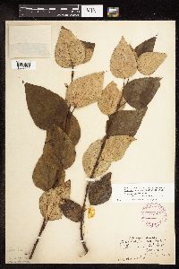 Populus balsamifera image