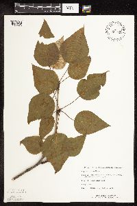 Populus balsamifera image