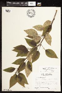 Populus balsamifera image