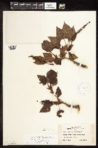 Populus balsamifera image