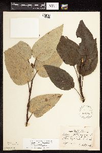 Populus balsamifera image