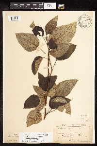Populus balsamifera image