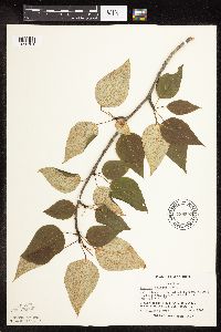 Populus balsamifera image