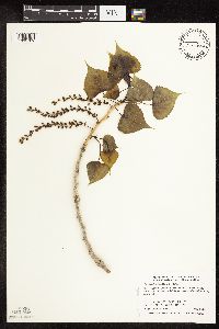 Populus deltoides image