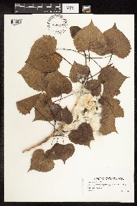 Image Associated With the Occurrence