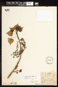 Populus deltoides image