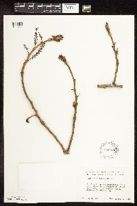 Populus deltoides image