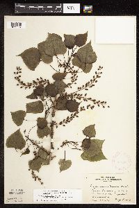 Populus deltoides image