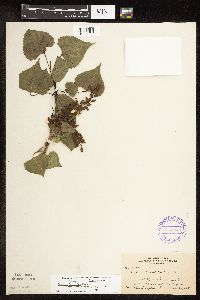 Populus deltoides image