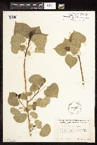 Populus deltoides image