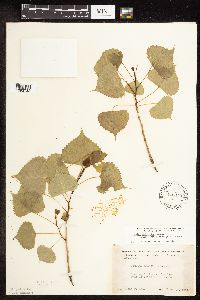 Populus deltoides image