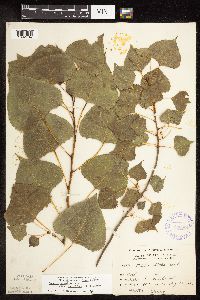 Populus deltoides image