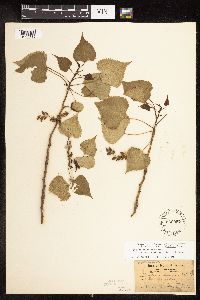Populus deltoides image