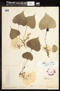 Populus deltoides image