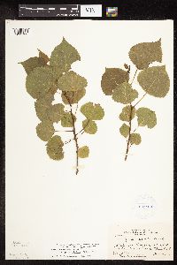Populus deltoides image