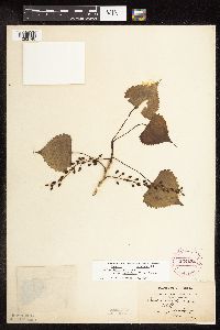 Populus deltoides image
