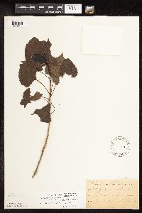 Populus deltoides image