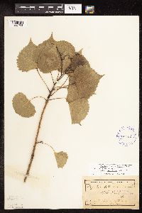 Populus deltoides image