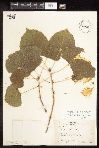 Populus deltoides image