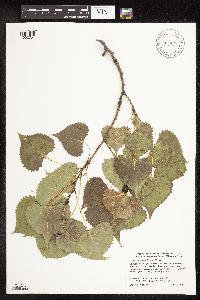 Populus deltoides image