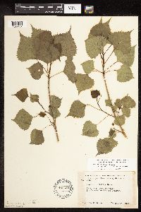 Populus deltoides image