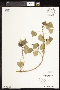 Populus deltoides image