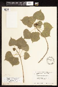 Populus deltoides image